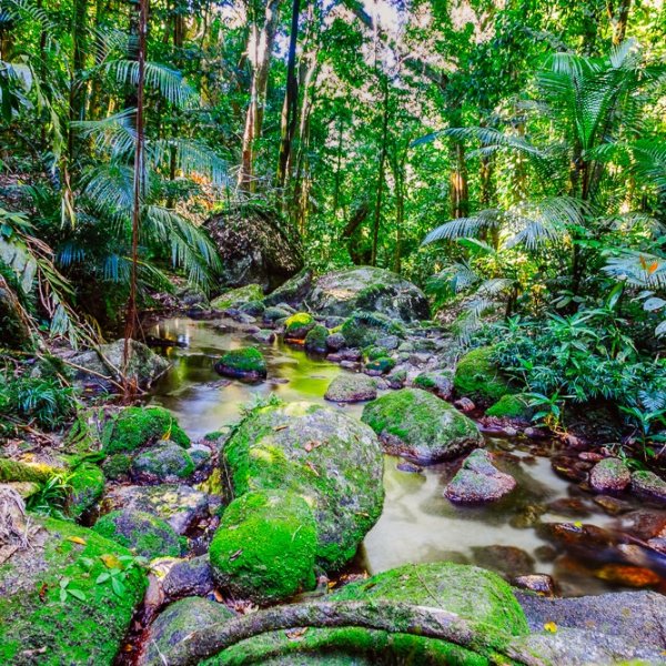 Mijn eerste Salties in Cairns & Cape Tribulation