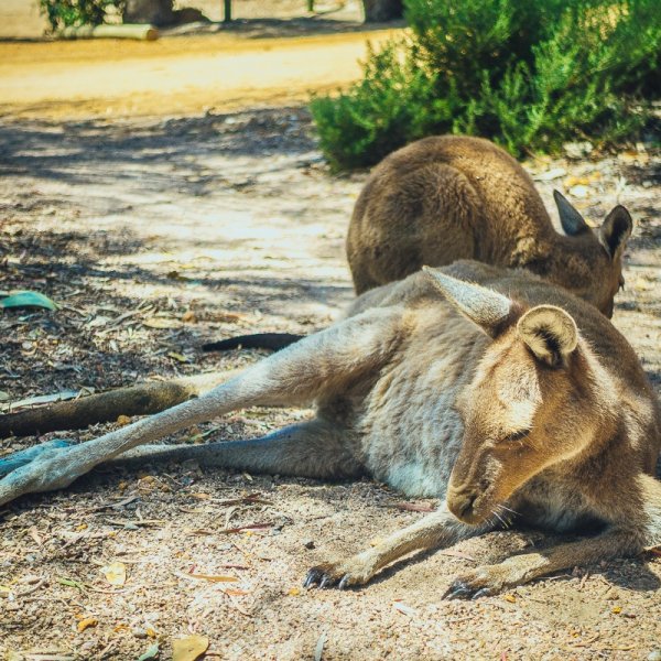 Wat kunnen wij nog leren van Australië?