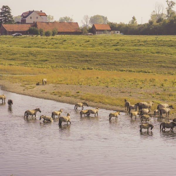 Wilde paarden, Limburgse vetes en knapkoek aan de Maasvallei