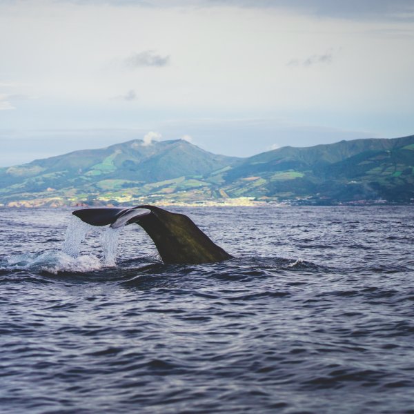 Van walvisjager naar Free Willy op de Azoren