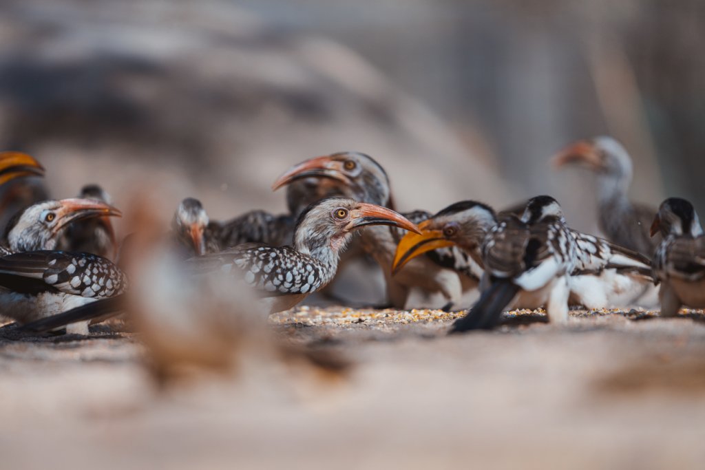 Vrijwilligerswerk in Zuid-Afrika: die keer bij Zazu in het Kruger Park 