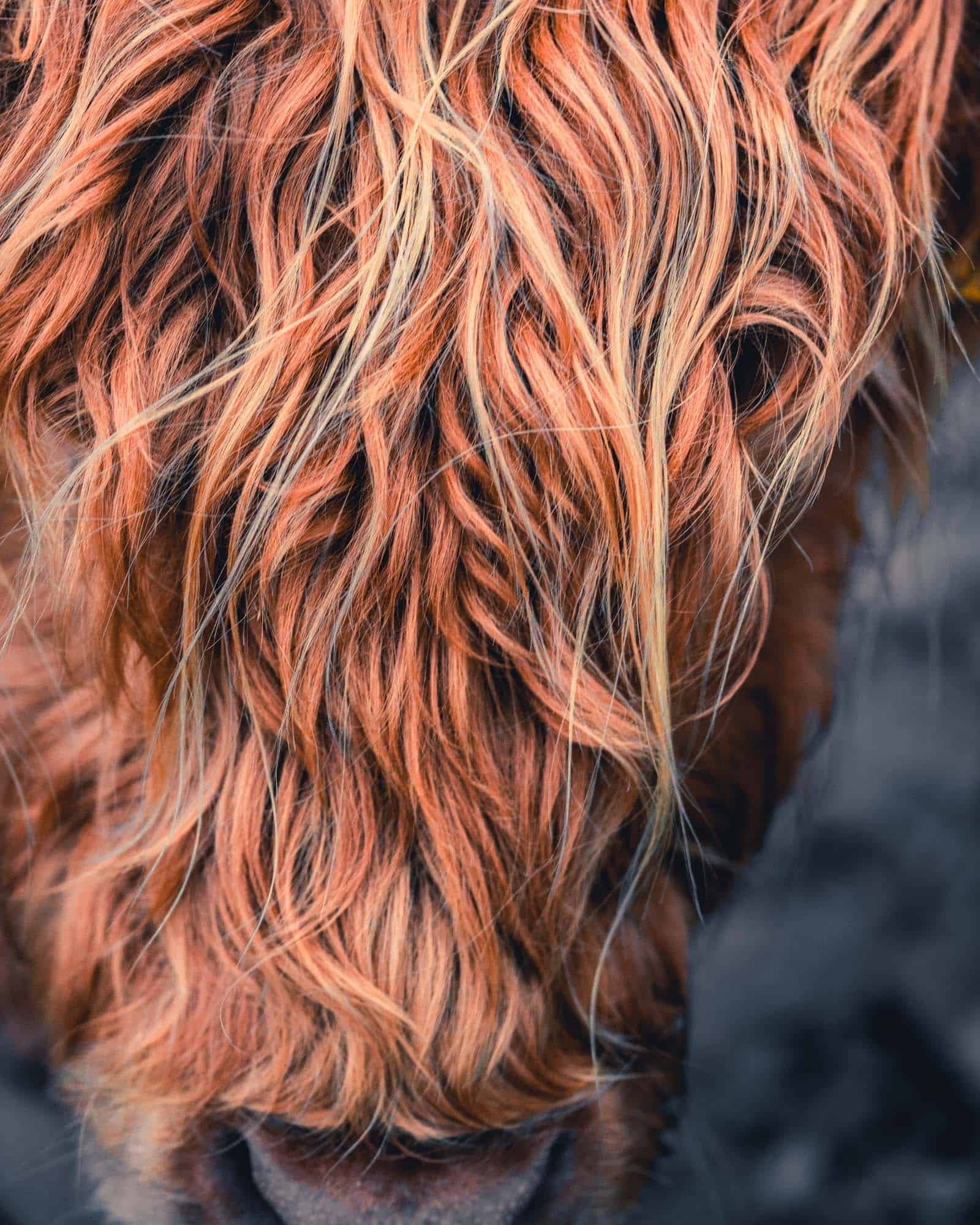 highland coos Schotse highland koeien