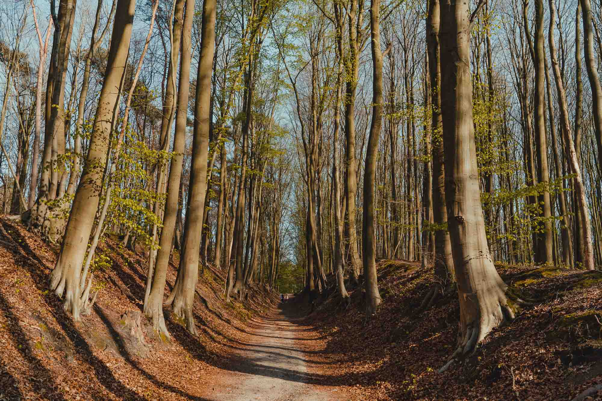 Hallerbos