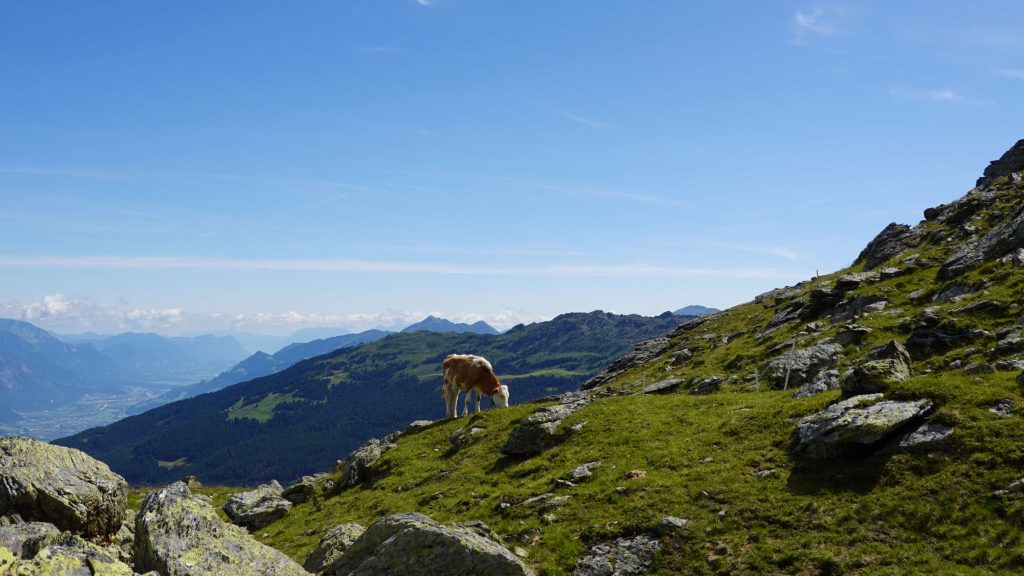 Een koe graast op een met gras begroeide, rotsachtige helling onder een strakblauwe hemel in Tirol, met op de achtergrond bergen en dalen in de verte - een perfecte scène voor je Zomerchecklist.