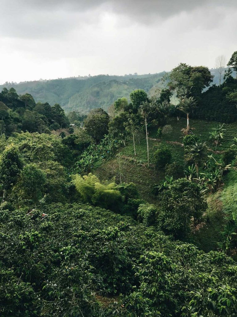 Dichte, weelderig groene beboste heuvels strekken zich in de verte uit onder een bewolkte lucht, met lagen bomen en planten die het landschap van koffielanden bedekken die je zeker eens bezocht moet hebben.