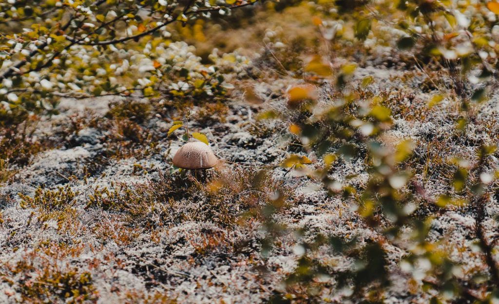 Een enkele paddenstoel, symbool van groei, rijst op tussen mos en gras op de bosgrond, omringd door vaag groen en bruin gebladerte in een zonovergoten, natuurlijke IJsland-setting.