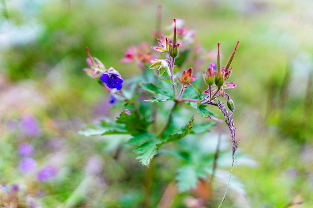 Een close-up van een wilde bloem die groeit in IJsland, met delicate paarse bloemblaadjes en groene blaadjes, tegen een onscherpe natuurlijke achtergrond van groene en paarse tinten.