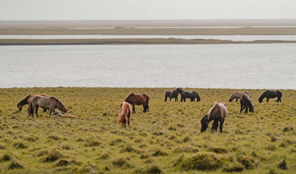 Een groep paarden graast op een grasveld naast een waterplas in IJsland, met meer grasland en water zichtbaar in de verte onder een bewolkte hemel waar het landschap wild en vrij groeide.