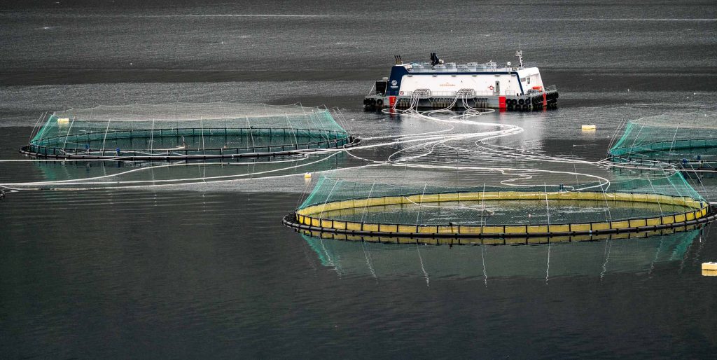 Een boot ligt voor anker op een rustig water in IJsland naast grote ronde viskweeknetten met groen gaas, die duurzame groei ondersteunen. Witte slangen lopen van de boot naar de netten.