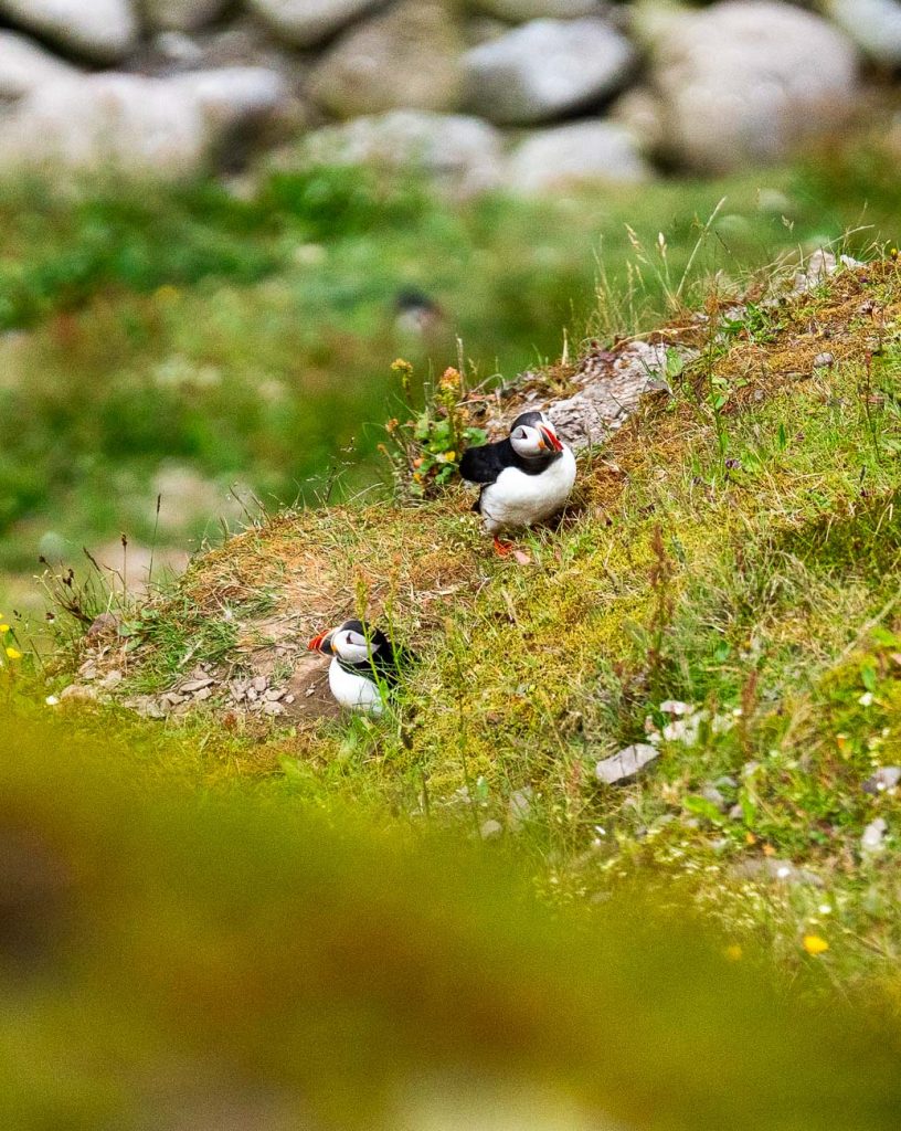 Twee papegaaiduikers staan op een met gras begroeide, rotsachtige heuvel in IJsland. De achtergrond is onscherp met stenen en groene vegetatie. Hun zwart-witte lichamen en kleurrijke snavels steken af tegen het weelderige landschap.