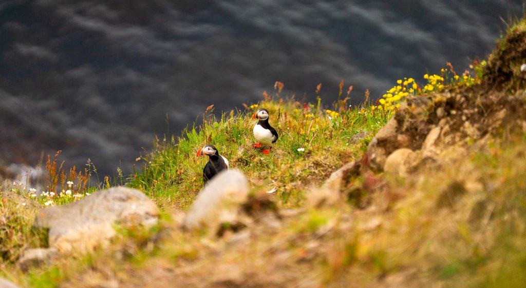 Twee papegaaiduikers staan op een met gras begroeide, met bloemen bedekte klif in IJsland, met rotsen op de voorgrond en de oceaan wazig op de achtergrond-een scène vol natuurlijke groei.