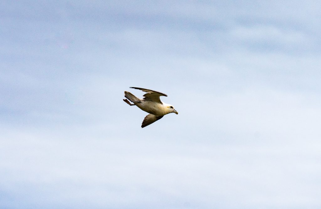 Een enkele zeemeeuw met uitgestrekte vleugels vliegt tegen een achtergrond van een bewolkte, lichtblauwe lucht en belichaamt de geest van IJsland en de vrijheid om over grenzen heen te groeien.