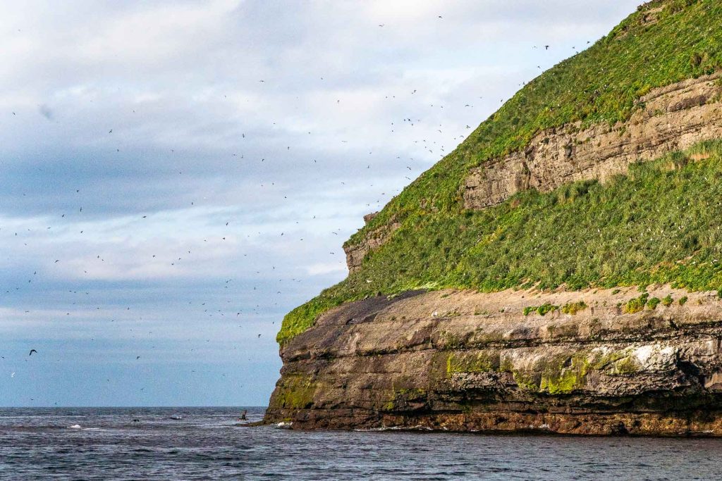 Een rotsachtige groene klif groeit uit de zee onder een bewolkte hemel in IJsland, met talloze vogels die rondvliegen op de klif.