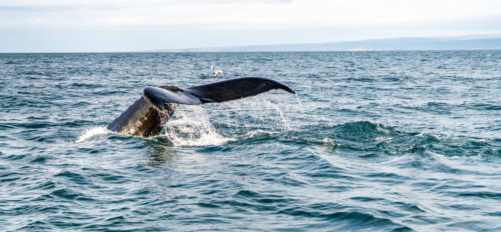 De staartvin van een walvis plonst boven het oppervlak van de oceaan bij IJsland, met omringende golven en een verre kustlijn zichtbaar onder een bewolkte hemel - de groei van de natuur in volle actie.