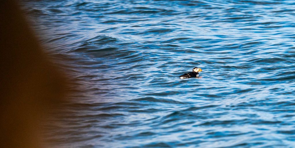 Een enkele papegaaiduiker drijft op het oppervlak van diepblauw, kabbelend water bij IJsland, met een onscherp, donker gebied langs de linkerrand van het beeld.