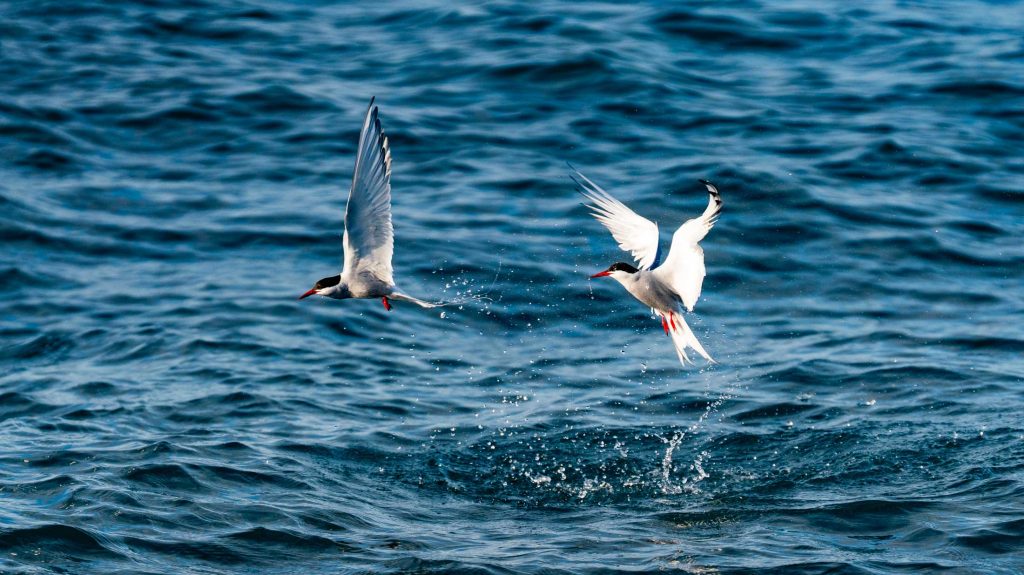 Twee witte zeevogels met zwarte kappen en oranje snavels vliegen boven blauw kabbelend water in IJsland, met onder hen het opspattende water als ze opstijgen, een moment dat de natuurlijke groei van deze levendige habitat vastlegt.