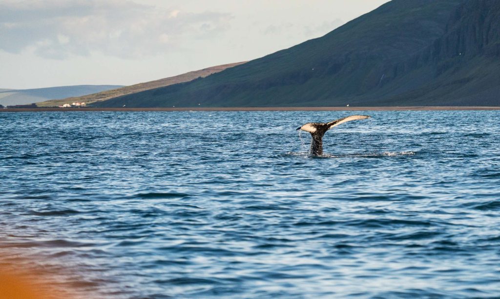 De staartvin van een walvis komt tevoorschijn uit de blauwe oceaan bij een bergachtige kustlijn van IJsland onder een gedeeltelijk bewolkte hemel, waar volgens legendes de band tussen walvissen en mensen door de eeuwen heen is gegroeid.
