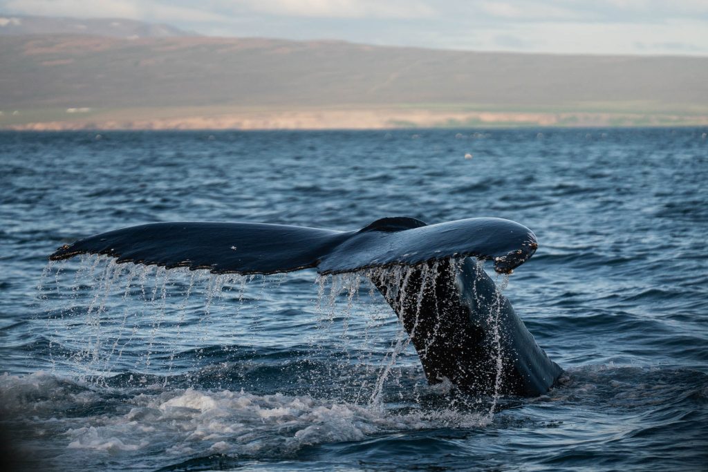 De staartvin van een walvis steekt uit boven het oceaanoppervlak bij IJsland, het water stroomt ervan af, met op de achtergrond heuvels in de verte en een bewolkte lucht.