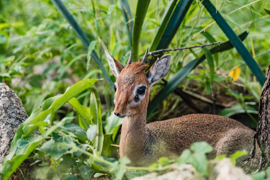 Een kleine antilope met korte horens zit tussen groene planten en rotsen, gedeeltelijk verborgen door de omringende vegetatie in Afrika, vlakbij de Pool door Tanzania.