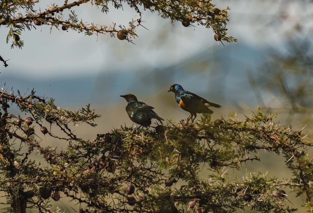 Twee iriserende blauwgroene vogels zitten op de takken van een doornige boom in Afrika, omringd door kleine ronde zaaddozen, met een vaag berglandschap op de achtergrond.