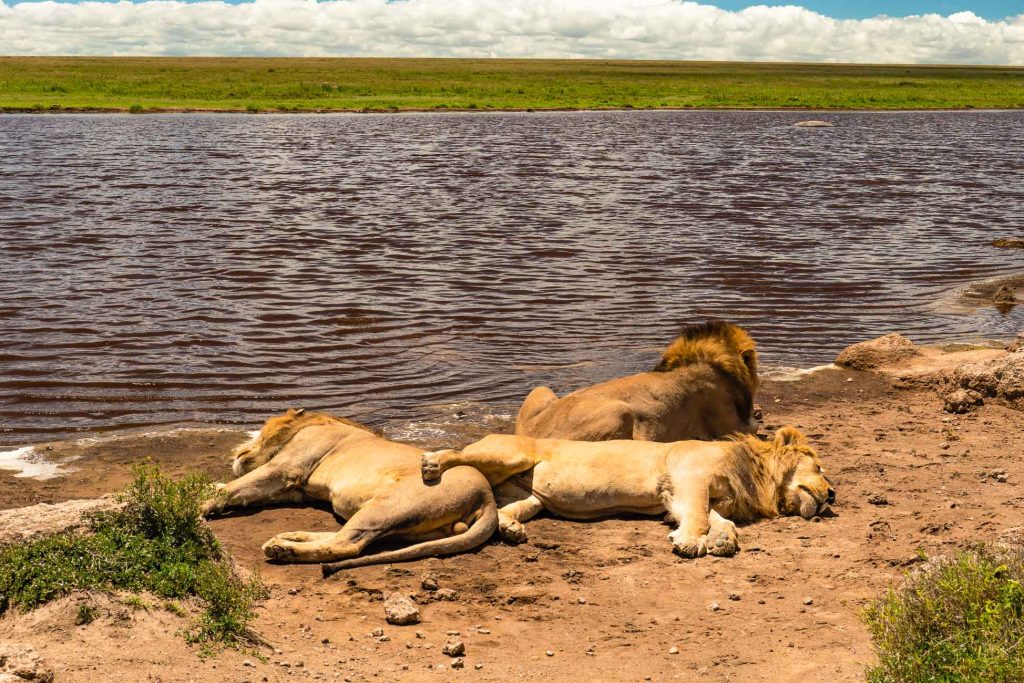 Drie leeuwen liggen op de zanderige oever naast een watermassa onder een gedeeltelijk bewolkte hemel, ontspannen in het grasachtige, open Afrika-landschap aan de rand van het water.
