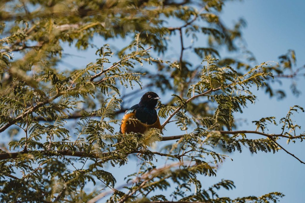 Een kleurrijke vogel met een zwarte kop, donkerblauwe rug en oranje buik zit op een tak omringd door groene bladeren tegen een helderblauwe lucht - een van de prachtige tanzania hoogtepunten voor vogelaars.
