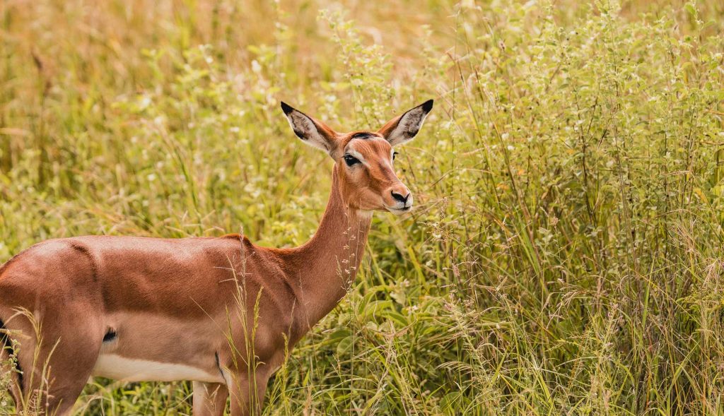 Een eenzame impala staat in het hoge groene gras en kijkt alert met gespitste oren. De achtergrond is gevuld met weelderige vegetatie en wilde planten, waarmee een van de serene hoogtepunten van Tanzania is vastgelegd.