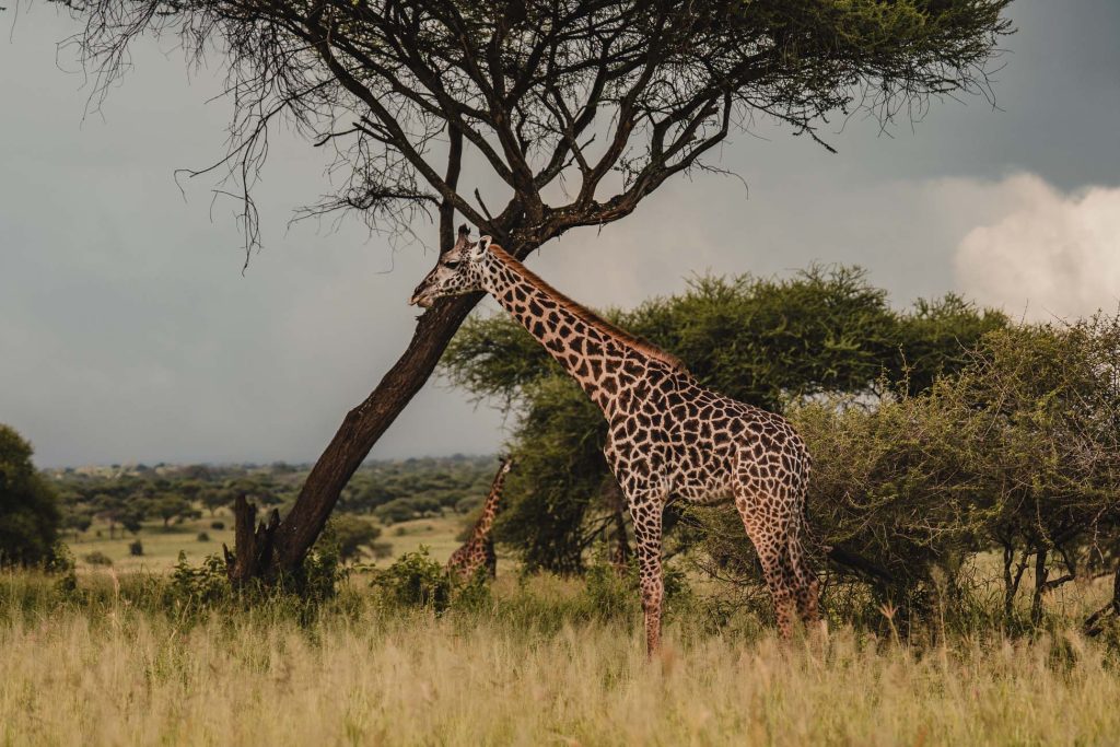 Een giraffe staat in hoog gras bij een acaciaboom op de Afrikaanse savanne, een van de hoogtepunten van Tanzania, met een bewolkte lucht op de achtergrond en verspreid groen rondom.