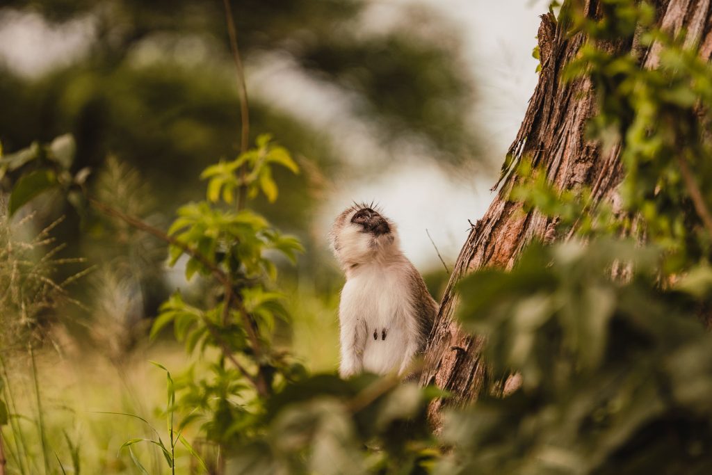 Een klein aapje zit aan de voet van een boom en kijkt omhoog. Omringd door groen gebladerte en zacht zonlicht, toont deze vredige scène een van de hoogtepunten van Tanzania in zijn natuurlijke schoonheid.