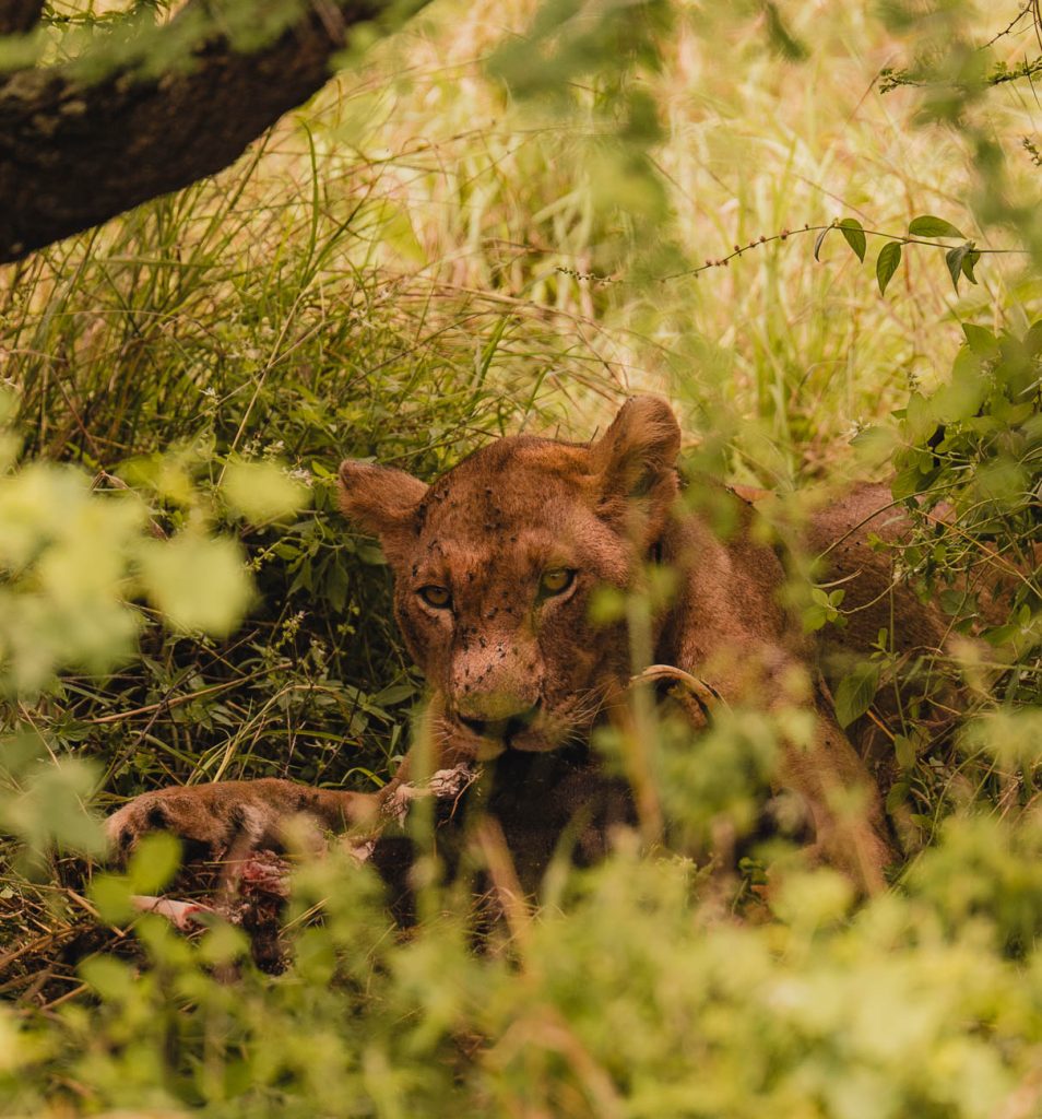 Een leeuwin ligt verborgen tussen hoog gras en gebladerte, kijkt naar de camera terwijl ze zich voedt met prooi - een van de echte Tanzania hoogtepunten, gedeeltelijk verborgen door het omringende groen.