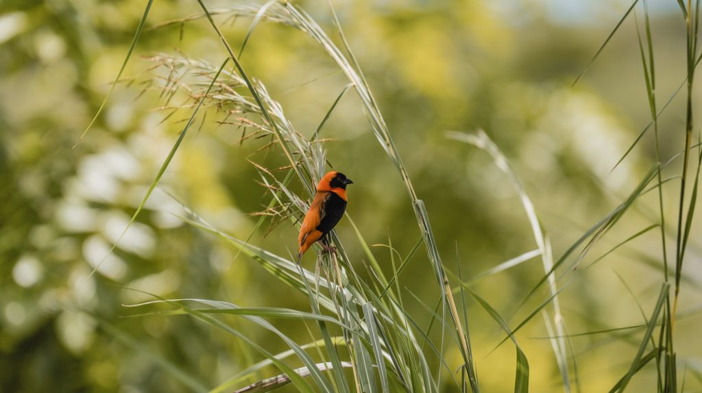 Een klein vogeltje met fel oranje en zwart verenkleed zit op een hoge groene grasstengel, omringd door weelderig, onscherp groen - een van de prachtige hoogtepunten van Tanzania in de natuur.