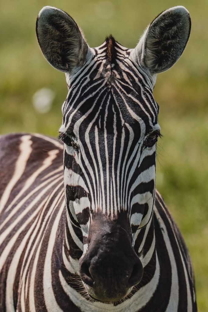 Een close-up van een zebra met het gezicht naar de camera. Het zwart-wit gestreepte patroon is in detail te zien. Tegen een onscherpe groene achtergrond legt dit opvallende portret een van de hoogtepunten van Tanzania vast.