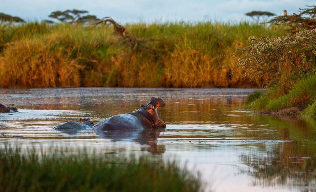 Een nijlpaard gedeeltelijk ondergedompeld in een kalme rivier, omringd door hoog groen gras en bomen onder een bewolkte hemel bij zonsondergang - een scène die de essentie van Tanzania hoogtepunten weergeeft.