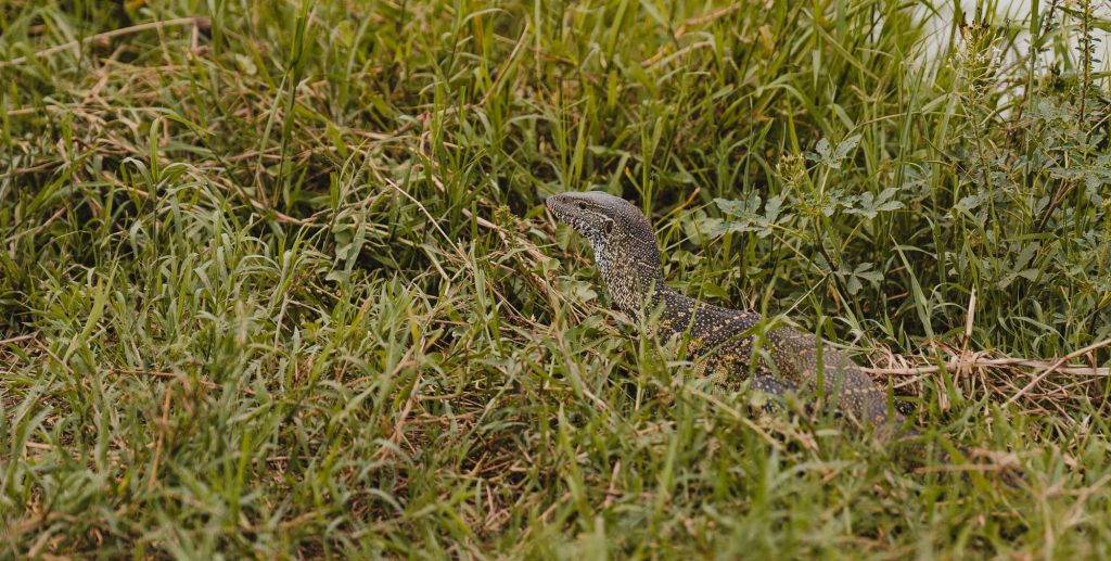 Een grote varaan met een donkere, geschubde huid en lichte vlekken zit gedeeltelijk verborgen tussen het hoge, groene gras - een van de wilde Tanzania hoogtepunten voor natuurliefhebbers.