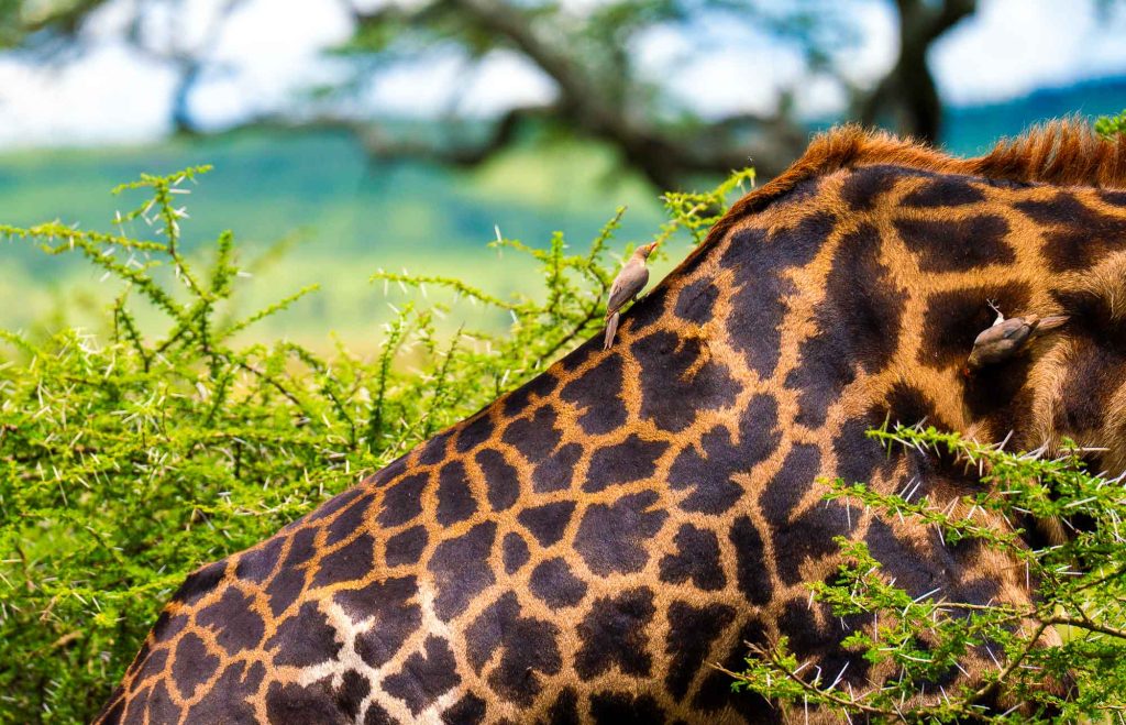 Close-up van de nek van een giraffe met twee kleine vogels erop, gedeeltelijk verborgen door groene doornstruiken - een iconisch tafereel onder de hoogtepunten van Tanzania, tegen een prachtig onscherpe natuurlijke achtergrond.