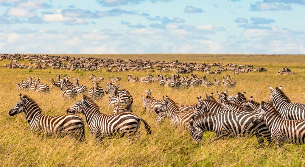 Een grote kudde zebra's staat en loopt door hoog goudkleurig gras op een open savanne - een van de echte hoogtepunten van Tanzania - met zebra's en gnoes zichtbaar in de verte onder een gedeeltelijk bewolkte blauwe hemel.