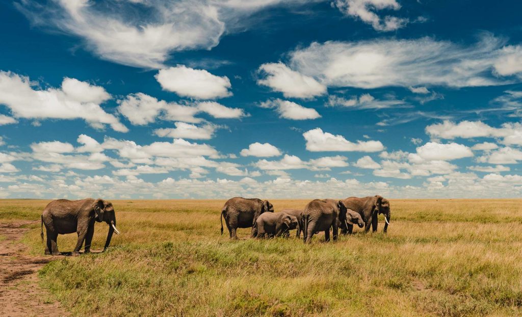 Een kudde olifanten staat en graast op een grasvlakte onder een helderblauwe hemel vol pluizige witte wolken, waarmee een van de echte hoogtepunten van Tanzania is vastgelegd.