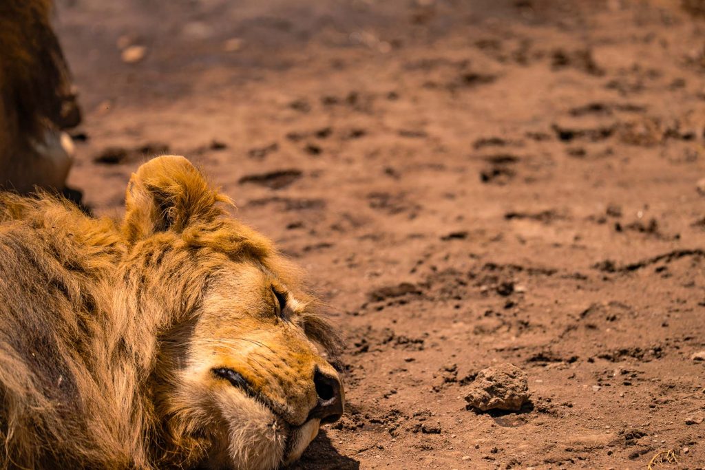 Een mannetjesleeuw ligt met gesloten ogen op de droge, bruine aarde te rusten onder de zon - een klassiek tafereel onder de Tanzaniaanse hoogtepunten, waarbij zijn gouden manen opvallen tegen de zanderige achtergrond.