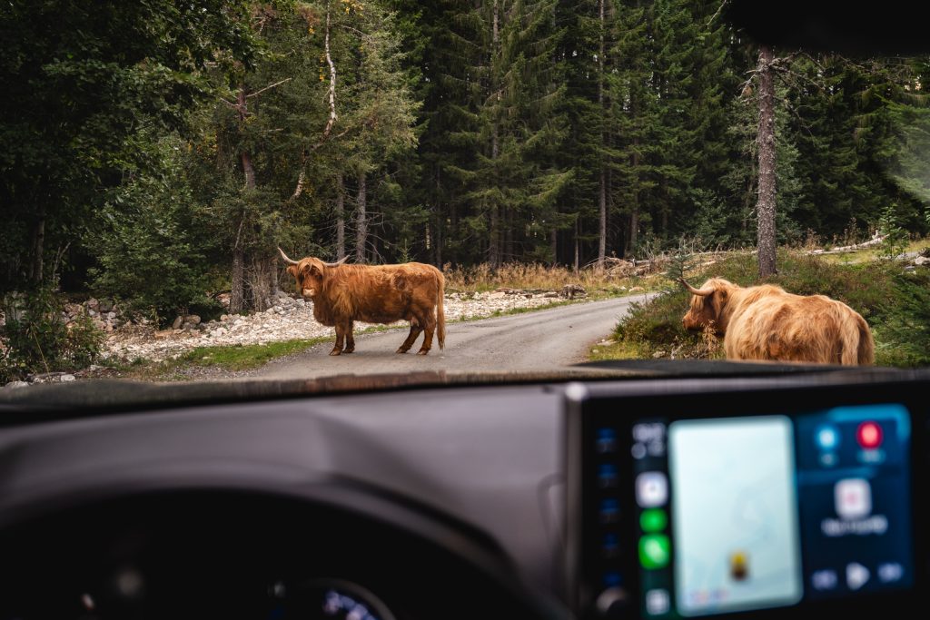 Twee Hooglandse koeien staan op een smalle bosweg in fjordenland, gezien vanuit een auto. Bomen en groen omringen de omgeving, terwijl het dashboard en het GPS-scherm zichtbaar zijn - een authentiek Noorwegen Nomads avontuur.