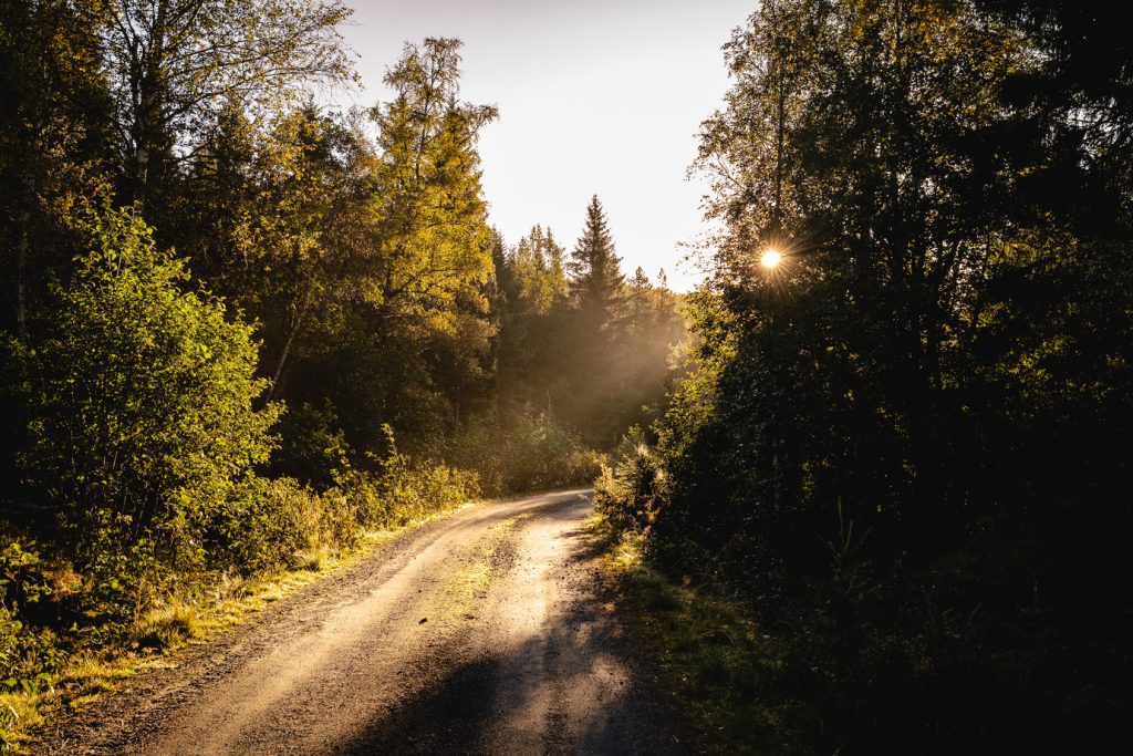 Een onverharde weg slingert door een zonovergoten bos met hoge, groene bomen, die doen denken aan Noorwegen Nomads op verkenning onder de middernachtzon. Zonlicht filtert door de takken en werpt warm licht en schaduwen zoals je die ziet langs de Noorse fjorden.