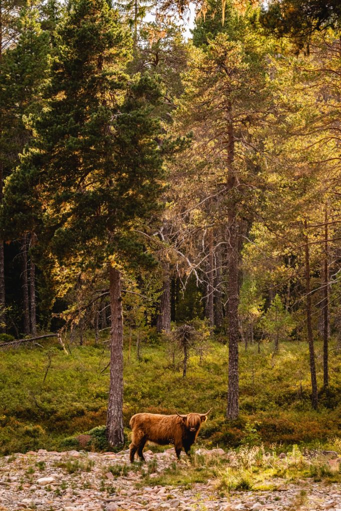 Een bruine hooglandkoe met lange horens staat op een zonovergoten open plek in het bos, omringd door hoge pijnbomen en groen kreupelhout, wat de wilde geest van de Noorwegen Nomaden onder de middernachtzon oproept.