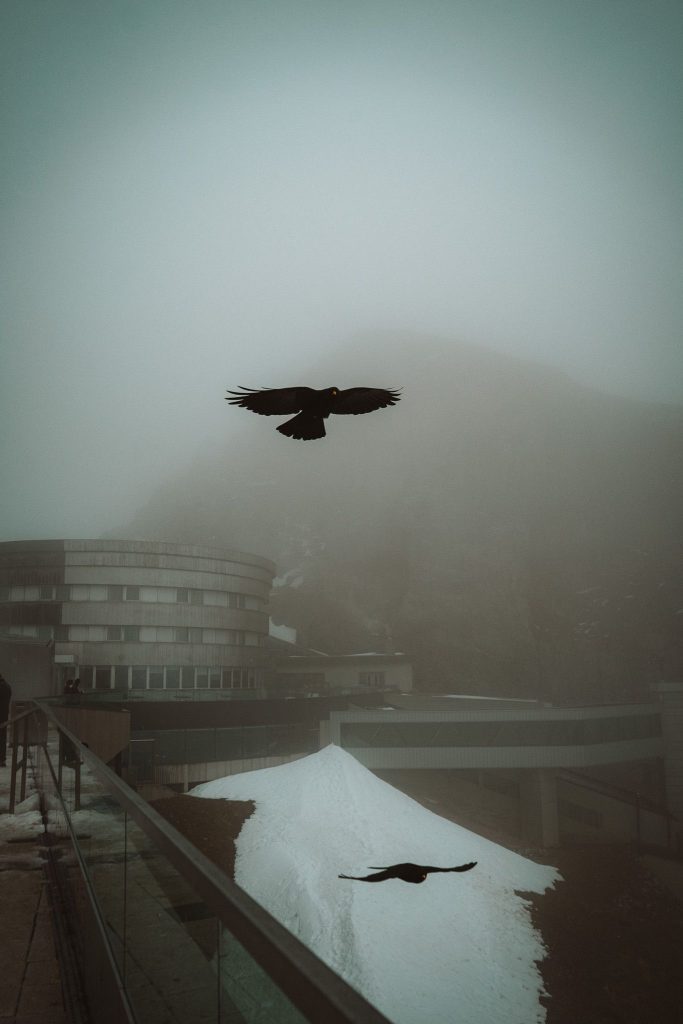 Een grote zwarte vogel vliegt in mistig, bewolkt weer boven een modern cirkelvormig gebouw tijdens een herfsttrip in Zwitserland, met een andere vogel eronder, stukken sneeuw op de grond en een mistige berg die opdoemt op de achtergrond.