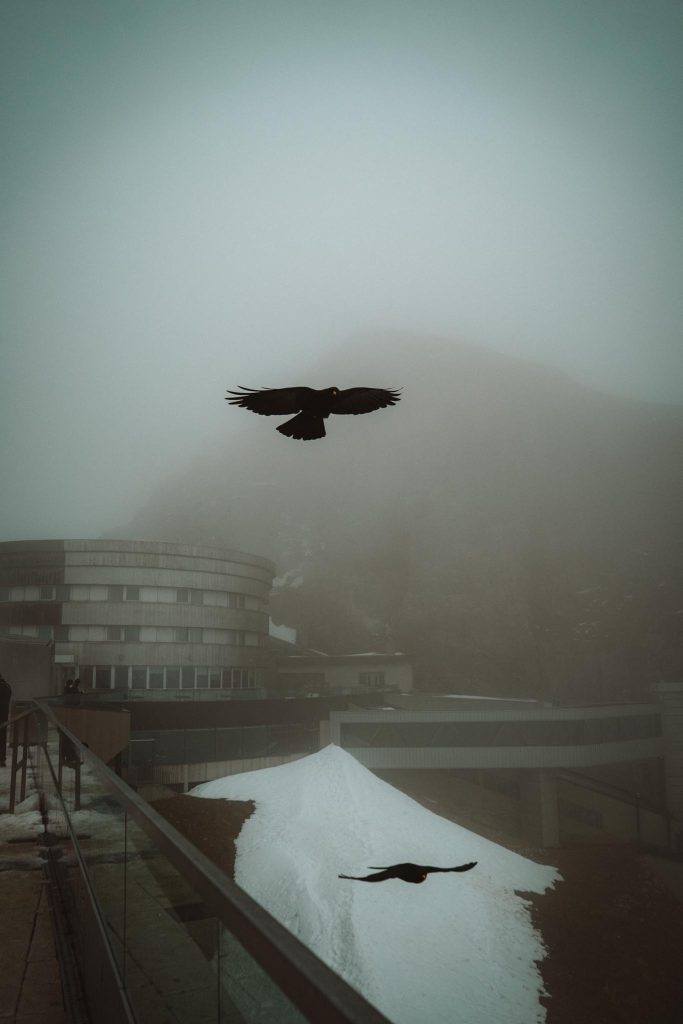 Twee zwarte vogels vliegen in de buurt van een modern rond gebouw op een mistige dag. Sneeuw bedekt delen van de grond en een berg is vaag zichtbaar in de mistige achtergrond.