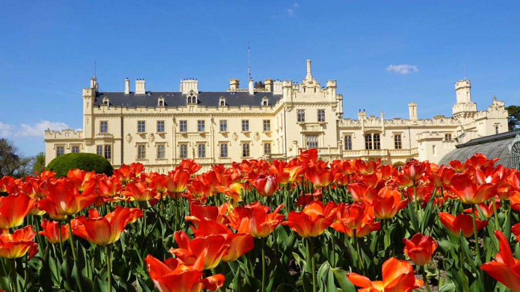 Een groots lichtgeel kasteel, of "prikje", met sierlijke torens staat onder een blauwe hemel in Tsjechië, gezien achter een levendig veld van rode en oranje tulpen. De schitterende bloemen versterken de elegantie van dit historische Europese monument.